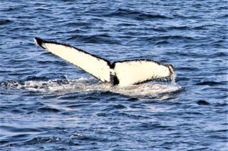 KREUZFAHRTEN Antarktis_Walbeobachtung auf der Fahrt