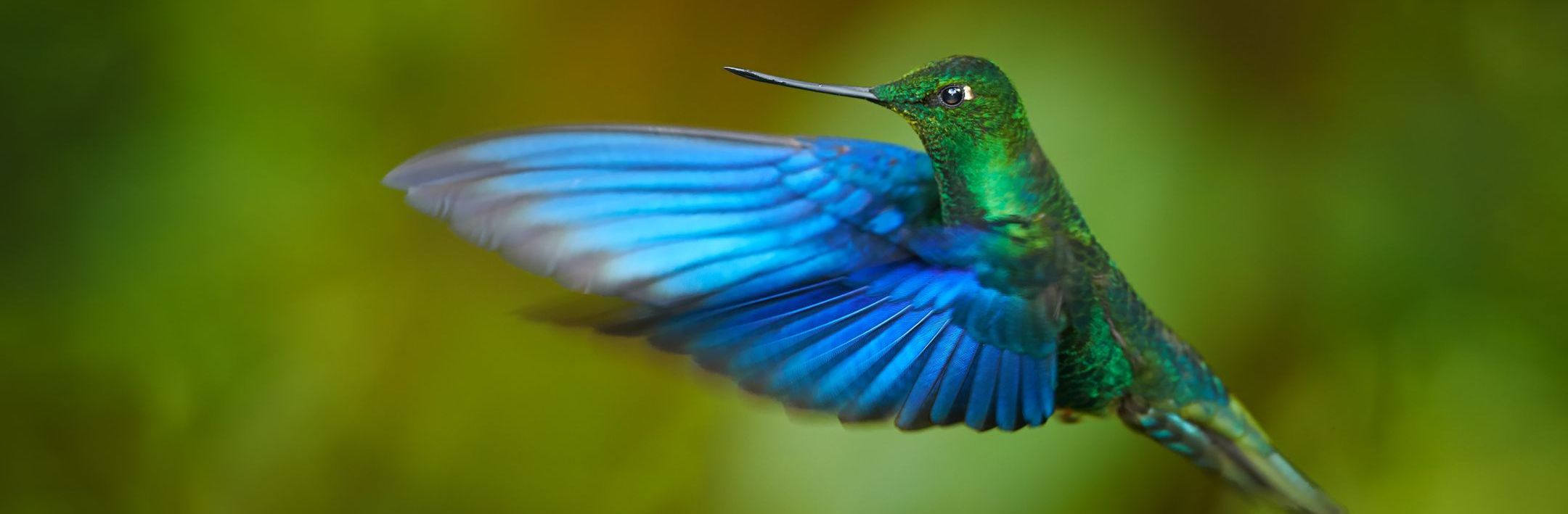 Ecuador Kolibri Sapphirewing Pterophanes Cyanopterusshutterstock_Martin Mecnarowski