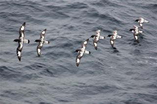 KREUZFAHRTEN Antarktis_Sturmvögel begleiten das Schiff